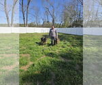 Small #1 German Shepherd Dog Mix