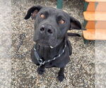 Small #1 Labrador Retriever Mix