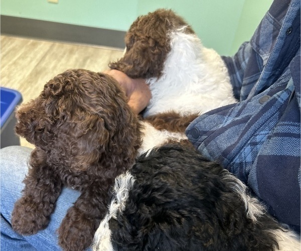 Medium Photo #3 Saint Berdoodle Puppy For Sale in FRANKFORT, IN, USA