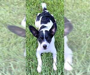 Rat Terrier Dogs for adoption in Mount Airy, NC, USA