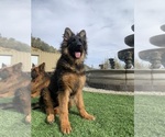 Small #27 German Shepherd Dog