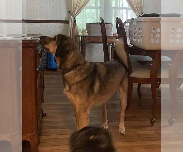 Medium Photo #5 Great Pyrenees-Unknown Mix Puppy For Sale in Union, WV, USA