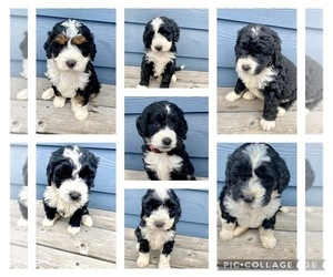 Bernedoodle Puppy for Sale in YACOLT, Washington USA