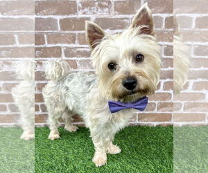 Mutt Dogs for adoption in Corona, CA, USA