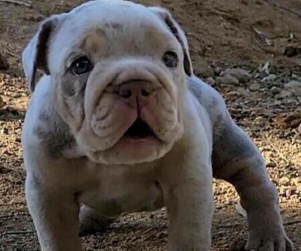 Medium Photo #30 English Bulldog Puppy For Sale in HESPERIA, CA, USA