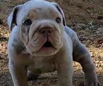 Small Photo #30 English Bulldog Puppy For Sale in HESPERIA, CA, USA
