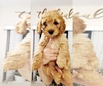 Small Photo #5 Cockapoo Puppy For Sale in MIAMI, FL, USA