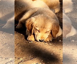 Golden Retriever Puppy for sale in ORCHARD, NE, USA