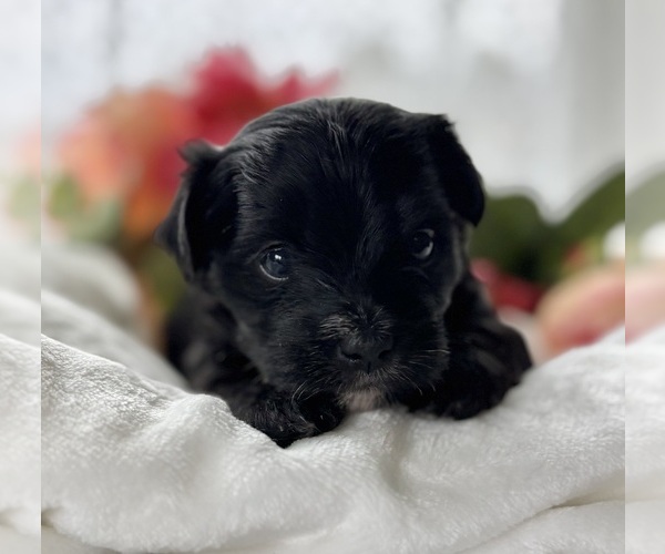 Medium Photo #9 Morkie Puppy For Sale in ROCK STREAM, NY, USA