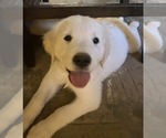Puppy Jake Golden Retriever