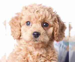 Goldendoodle (Miniature) Dog for Adoption in RED LION, Pennsylvania USA