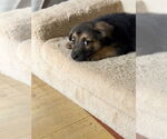 Small #2 Mutt