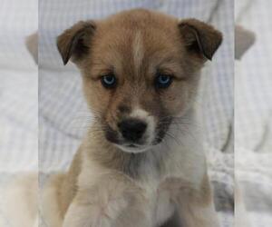 German Shepherd Dog-Unknown Mix Dogs for adoption in Thief River Falls, MN, USA