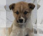 Moss - Female German Shepherd Dog-Unknown Mix Dog for Adoption - Small photo