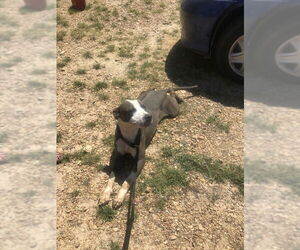 Monty - Male American Pit Bull Terrier Dog for Adoption - Photo #5