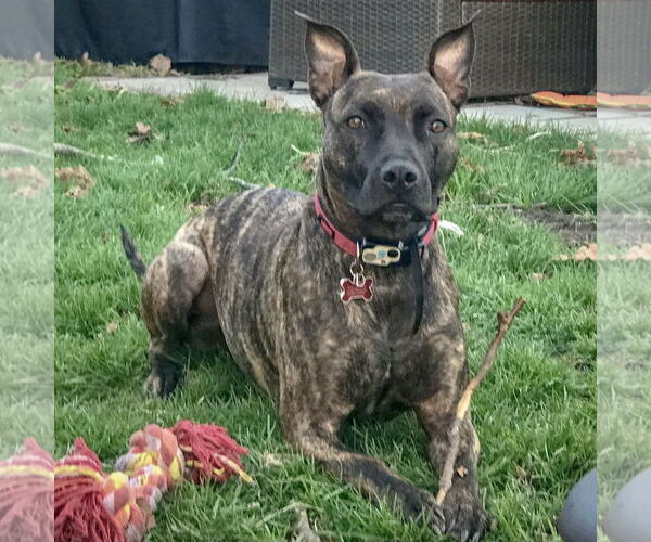Medium Photo #8 American Staffordshire Terrier-Boxer Mix Puppy For Sale in Huntley, IL, USA