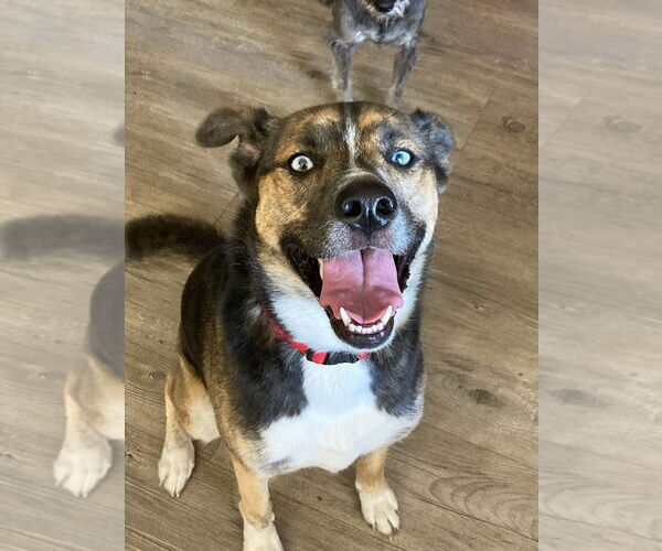 Medium Photo #1 Aussie Siberian Puppy For Sale in Gulfport, MI, USA