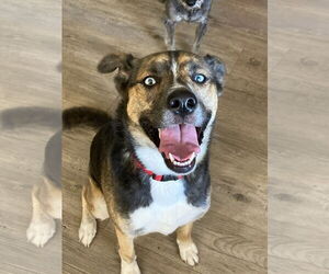 Aussie Siberian Dogs for adoption in Gulfport, MI, USA