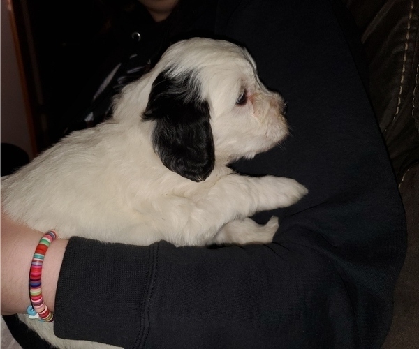 Medium Photo #14 Bernedoodle (Miniature) Puppy For Sale in LEETONIA, OH, USA