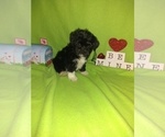 Small Photo #5 Maltese Puppy For Sale in LAPEER, MI, USA