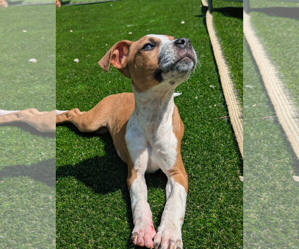 Medium Photo #4 Boxer-Unknown Mix Puppy For Sale in Calhoun, GA, USA