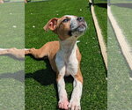Small #3 Boxer Mix