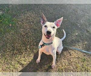 American Pit Bull Terrier-Unknown Mix Dogs for adoption in Ocala, FL, USA