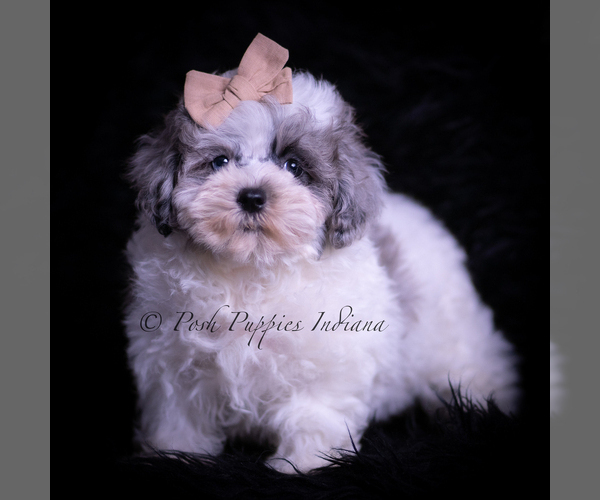 Medium Photo #40 Maltipoo (Miniature) Puppy For Sale in WARSAW, IN, USA