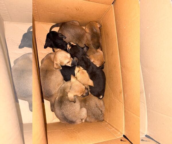 Medium Photo #2 Labrador Retriever-Unknown Mix Puppy For Sale in Jefferson, NJ, USA