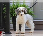 Small Photo #1 Bernedoodle (Miniature) Puppy For Sale in APPLE CREEK, OH, USA