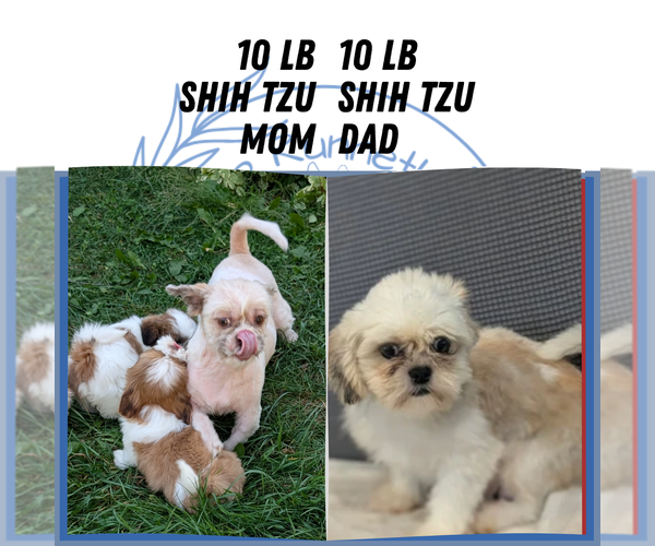 Medium Photo #9 Shih Tzu Puppy For Sale in GOSHEN, IN, USA