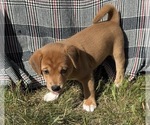 Puppy 3 Beagle-Shiba Inu Mix