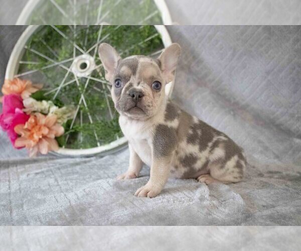 Medium Photo #2 French Bulldog Puppy For Sale in MILLERSBURG, OH, USA