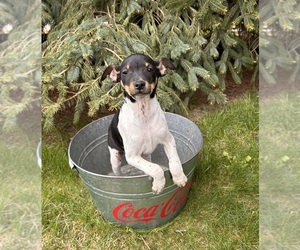 Rat Terrier Puppy for sale in MIDDLEBURY, IN, USA
