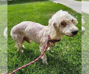 Poodle (Miniature) Dogs for adoption in Camarillo, CA, USA