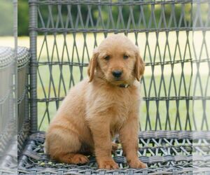Golden Retriever Puppy for sale in GAP, PA, USA