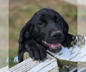Rainey - Female Golden Retriever-Unknown Mix Dog for Adoption - Photo #3