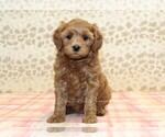 Small #2 Cavapoo