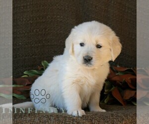 Golden Retriever Puppy for sale in NARVON, PA, USA