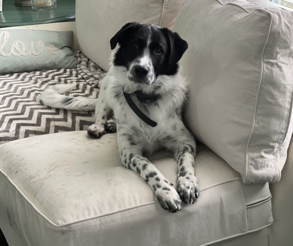 Medium Photo #1 Australian Shepherd-Great Pyrenees Mix Puppy For Sale in NEWARK, OH, USA