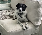 Small Photo #1 Australian Shepherd-Great Pyrenees Mix Puppy For Sale in NEWARK, OH, USA