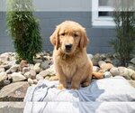 Small Photo #1 Golden Retriever Puppy For Sale in BALTIC, OH, USA