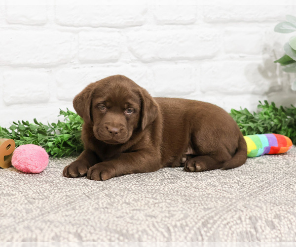 Medium Photo #10 Labrador Retriever Puppy For Sale in SYRACUSE, IN, USA