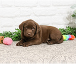 Small #9 Labrador Retriever