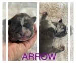 Puppy Arrow Faux Frenchbo Bulldog