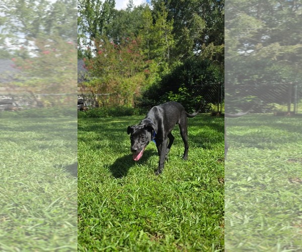 Medium Photo #10 Labrador Retriever-Unknown Mix Puppy For Sale in McDonough, GA, USA