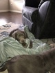 Small Photo #4 Labrador Retriever Puppy For Sale in OAK POINT, TX, USA