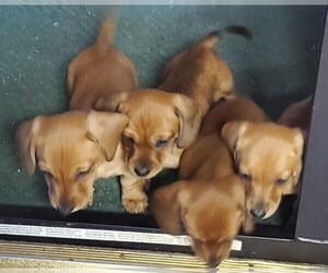 Dachshund Puppy for sale in MEDFORD, OR, USA