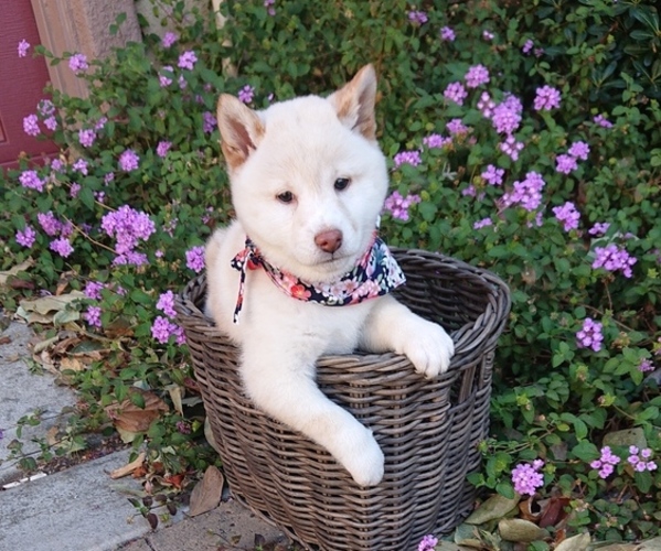 Medium Photo #5 Shiba Inu Puppy For Sale in DALY CITY, CA, USA