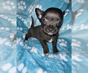 Boston Terrier Puppy for sale in NEW BEDFORD, MA, USA